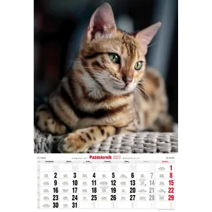 Kalendarz ścienny Avanti wieloplanszowy paskowy 285mm x 410mm (5901769621091)