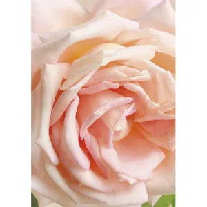 Bileciki do upominków, prezentów, kwiatów Pol-Mak 55 x 77 mm mix wzorów