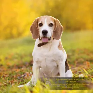 Kalendarz ścienny Avanti wieloplanszowy 300mm x 600mm (KAD-10)