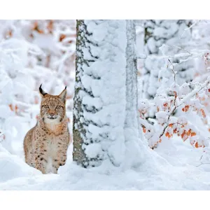 Kalendarz ścienny MALARSTWO IMPRESJONISTÓW 13-planszowe 2024 320mm x 470mm Lucrum (RW07)