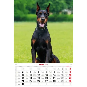 Kalendarz ścienny Avanti wieloplanszowy paskowy 285mm x 410mm (5901769621107)