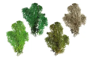 Dekoracja dekoracja florystyczna mech chrobotek reniferowy Titanum (100 gram)
