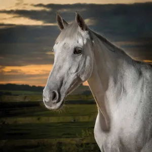 Kalendarz ścienny Avanti wieloplanszowy 300mm x 600mm (KAD-11)