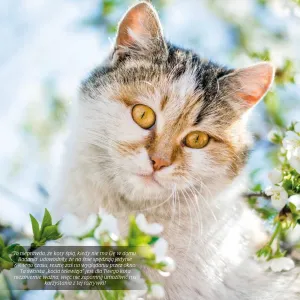 Kalendarz ścienny Avanti wieloplanszowy 300mm x 300mm (KAD-9)