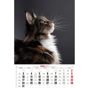 Kalendarz ścienny Avanti wieloplanszowy paskowy 285mm x 410mm (5901769621091)