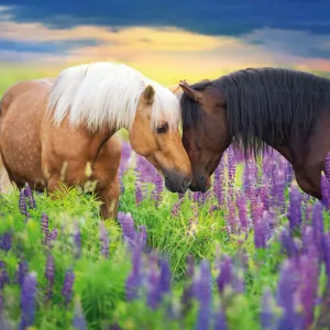 Kalendarz ścienny Avanti wieloplanszowy 300mm x 600mm (KAD-11)