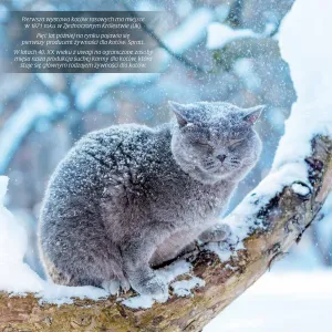 Kalendarz ścienny Avanti wieloplanszowy 300mm x 300mm (KAD-9)