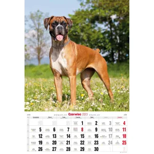 Kalendarz ścienny Avanti wieloplanszowy paskowy 285mm x 410mm (5901769621107)