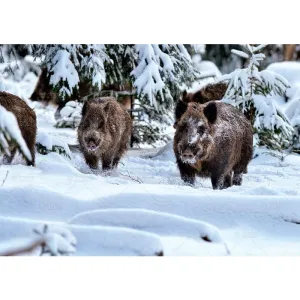 Kalendarz ścienny LEŚNI PRZYJACIELE rodzinny 2026 280mm x 400mm Lucrum (WL07)