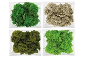 Dekoracja dekoracja florystyczna mech chrobotek reniferowy Titanum (100 gram)