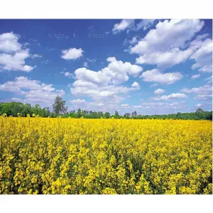 Kalendarz ścienny Lucrum PEJZAŻE POLSKIE 13-planszowe 320mm x 470mm (RW01)