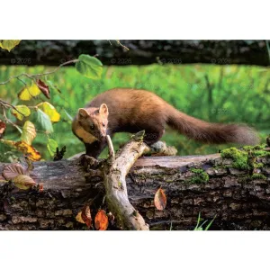 Kalendarz ścienny LEŚNI PRZYJACIELE rodzinny 2026 280mm x 400mm Lucrum (WL07)