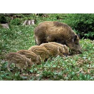 Kalendarz ścienny LEŚNI PRZYJACIELE 13-planszowe 320mm x 470mm Lucrum (RW7)