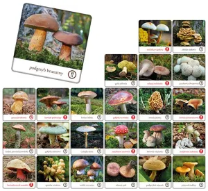 Gra pamięciowa GRZYBY POLSKIE Adamigo