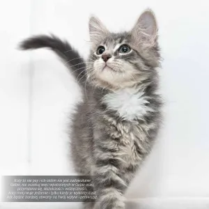 Kalendarz ścienny Avanti wieloplanszowy 300mm x 300mm (KAD-9)