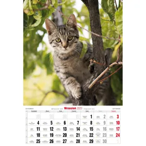 Kalendarz ścienny Avanti wieloplanszowy paskowy 285mm x 410mm (5901769621091)