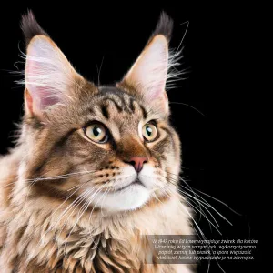 Kalendarz ścienny Avanti wieloplanszowy 300mm x 300mm (KAD-9)