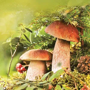 Serwetki mix bibuła [mm:] 330x330 Pol-mak (SL og)