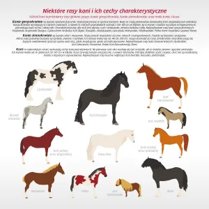 Kalendarz ścienny Avanti wieloplanszowy 300mm x 600mm (KAD-11)