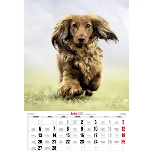 Kalendarz ścienny Avanti wieloplanszowy paskowy 285mm x 410mm (5901769621107)