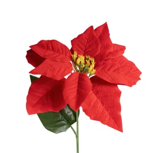 Kwiaty Poinsencja LUX Arpex (VB0230)