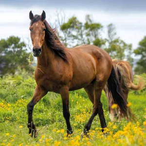 Kalendarz ścienny Avanti wieloplanszowy 300mm x 600mm (KAD-11)