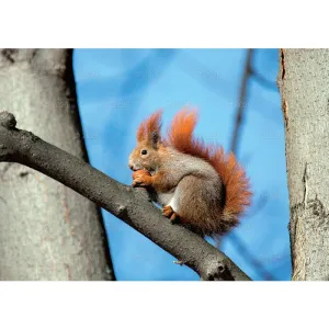 Kalendarz ścienny LEŚNI PRZYJACIELE rodzinny 2026 280mm x 400mm Lucrum (WL07)