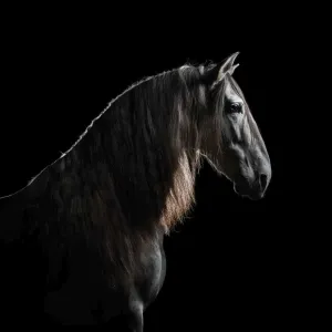 Kalendarz ścienny Avanti wieloplanszowy 300mm x 600mm (KAD-11)