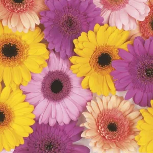 Serwetki mix bibuła [mm:] 330x330 Pol-mak (Sd)