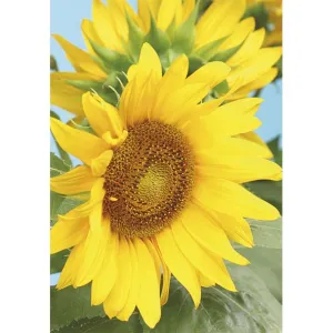 Bileciki do upominków, prezentów, kwiatów Pol-Mak 55 x 77 mm mix wzorów