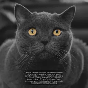 Kalendarz ścienny Avanti wieloplanszowy 300mm x 300mm (KAD-9)