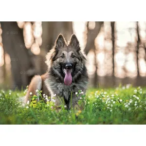 Kalendarz ścienny Lucrum rodzinny 280mm x 200mm (WL08)