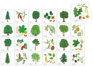 Gra pamięciowa DRZEWA POLSKIE Adamigo