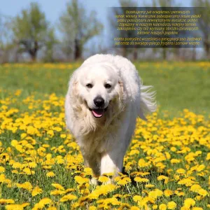 Kalendarz ścienny Avanti wieloplanszowy 300mm x 600mm (KAD-10)