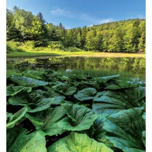 Kalendarz ścienny MAGICZNA POLSKA 13-planszowe 2024 320mm x 470mm Lucrum (RW02)