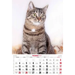 Kalendarz ścienny Avanti wieloplanszowy paskowy 285mm x 410mm (5901769621091)