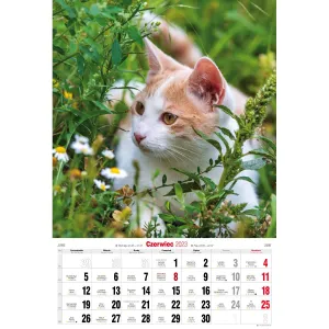 Kalendarz ścienny Avanti wieloplanszowy paskowy 285mm x 410mm (5901769621091)