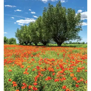 Kalendarz ścienny MAGICZNA POLSKA 13-planszowe 2024 320mm x 470mm Lucrum (RW02)