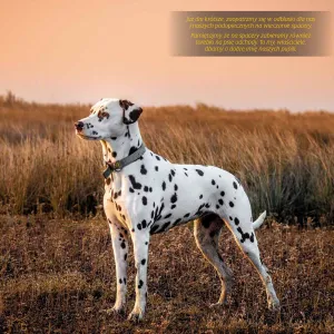 Kalendarz ścienny Avanti wieloplanszowy 300mm x 600mm (KAD-10)