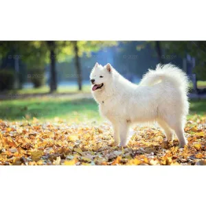 Kalendarz ścienny trójdzielny x 320mm Lucrum (KT14)