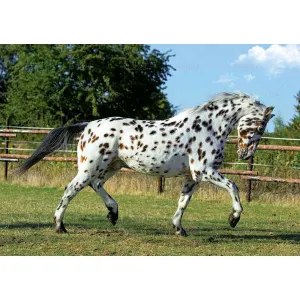 Kalendarz ścienny Lucrum rodzinny 280mm x 200mm (WL10)