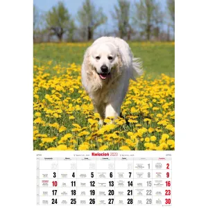 Kalendarz ścienny Avanti wieloplanszowy paskowy 285mm x 410mm (5901769621107)