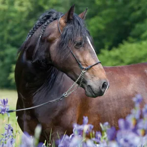 Kalendarz ścienny Avanti wieloplanszowy 300mm x 600mm (KAD-11)