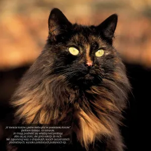 Kalendarz ścienny Avanti wieloplanszowy 300mm x 300mm (KAD-9)