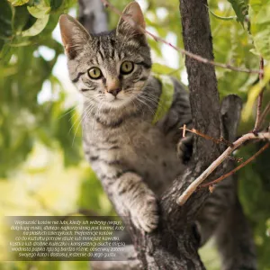 Kalendarz ścienny Avanti wieloplanszowy 300mm x 300mm (KAD-9)