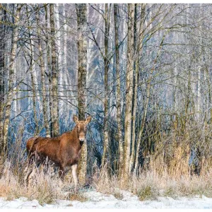 Kalendarz ścienny Lucrum 13-planszowe 320mm x 470mm (RW04)