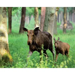 Kalendarz ścienny MALARSTWO IMPRESJONISTÓW 13-planszowe 2024 320mm x 470mm Lucrum (RW07)