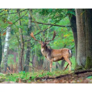 Kalendarz ścienny MALARSTWO IMPRESJONISTÓW 13-planszowe 2024 320mm x 470mm Lucrum (RW07)