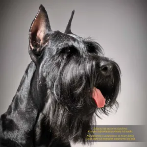 Kalendarz ścienny Avanti wieloplanszowy 300mm x 600mm (KAD-10)