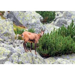 Kalendarz ścienny LEŚNI PRZYJACIELE rodzinny 2026 280mm x 400mm Lucrum (WL07)